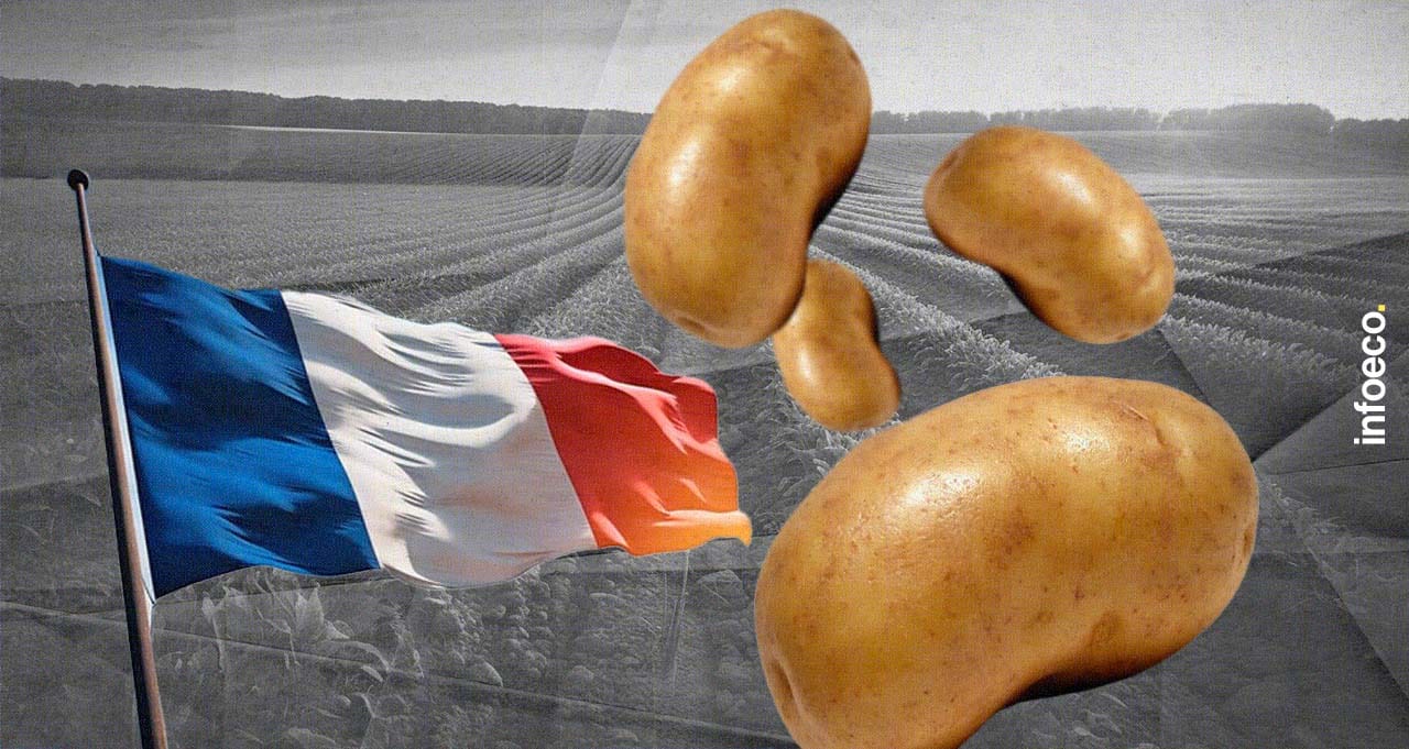 La France exporte de plus en plus de pommes de terre